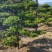 供应造形罗汉松，10-12-15公分，庭院，别墅风水树