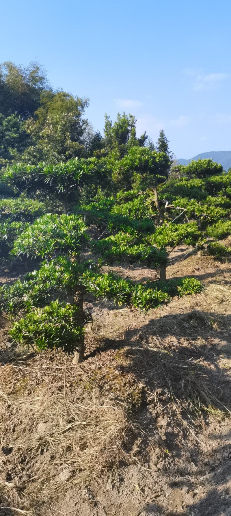 供应造形罗汉松，10-12-15公分，庭院，别墅风水树