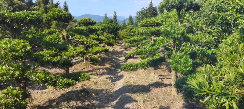 供应造形罗汉松，10-12-15公分，庭院，别墅风水树