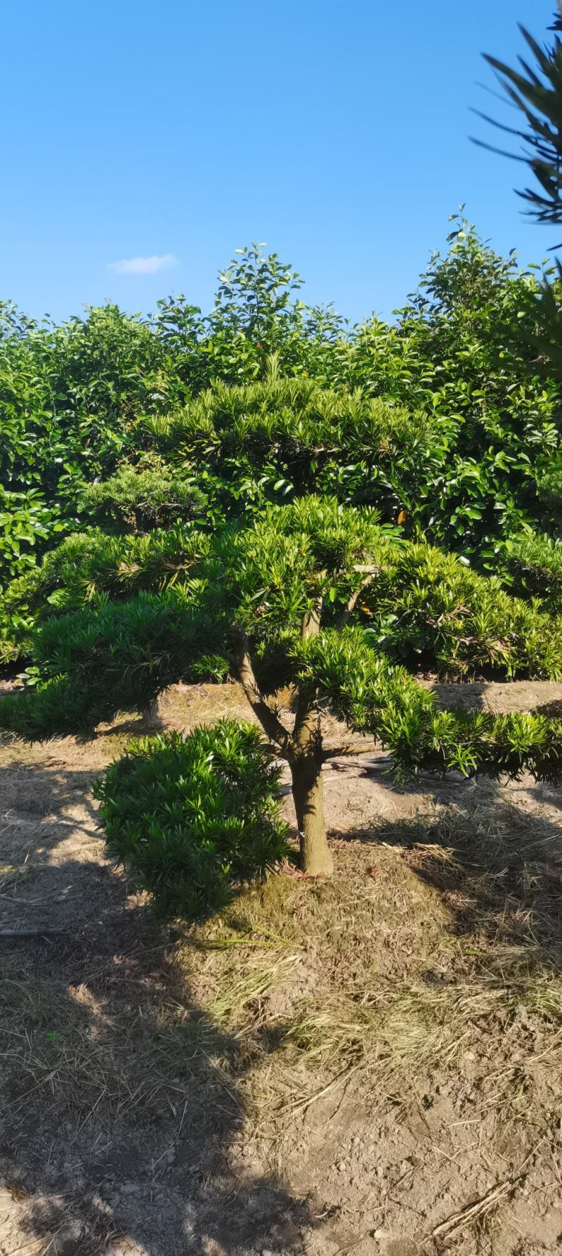 供应造形罗汉松，10-12-15公分，庭院，别墅风水树