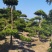 供应造形罗汉松，10-12-15公分，庭院，别墅风水树