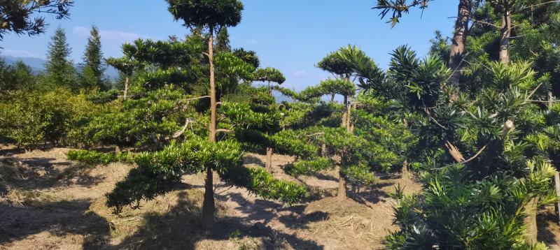 供应造形罗汉松，10-12-15公分，庭院，别墅风水树
