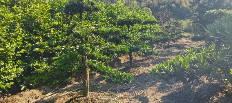 供应造形罗汉松，10-12-15公分，庭院，别墅风水树