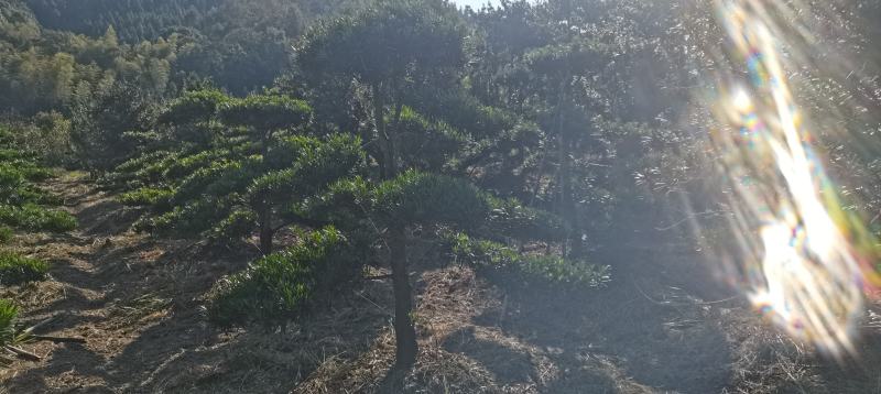 供应造形罗汉松，10-12-15公分，庭院，别墅风水树