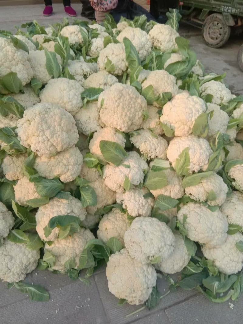 精品有机菜花大量上市品质保证一手货源欢迎联系