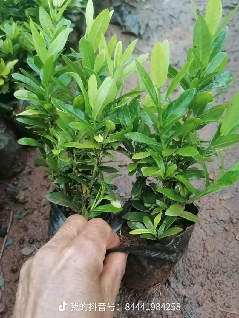 精品小叶龙船花，鲜叶亮丽，库存5万，