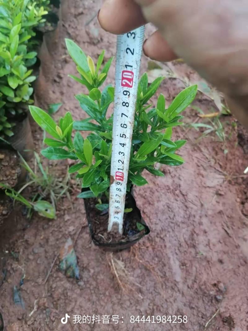 精品小叶龙船花，鲜叶亮丽，库存5万，