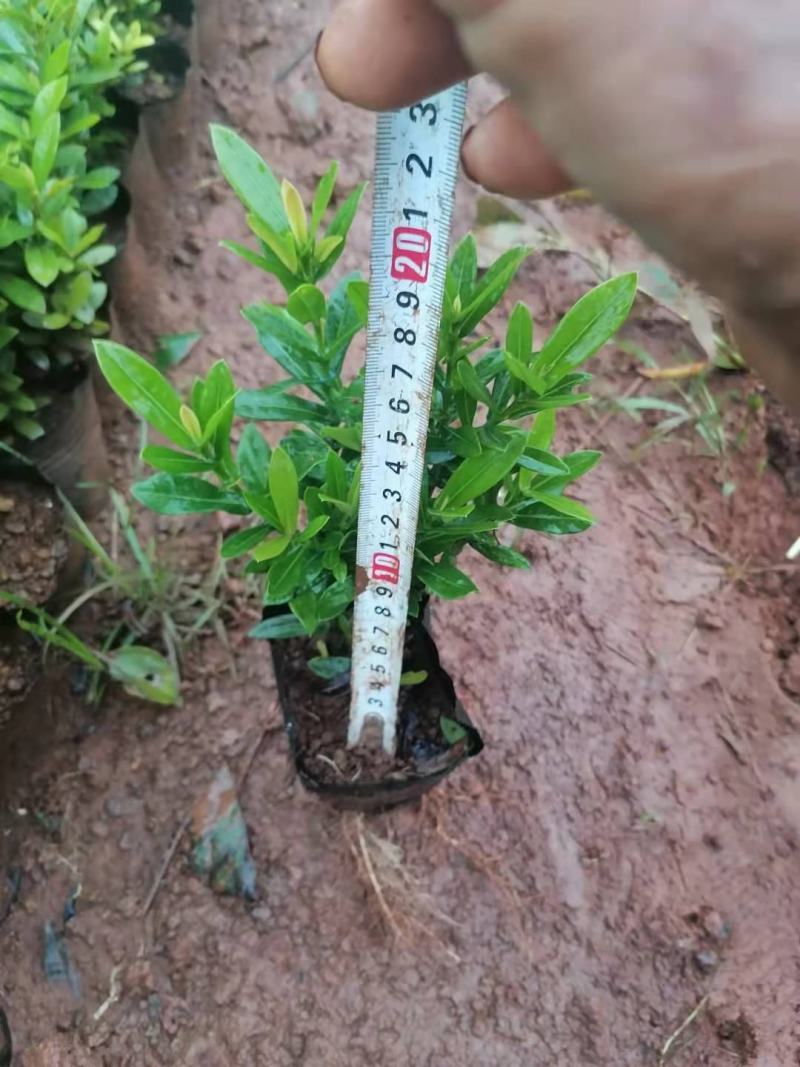 精品小叶龙船花，鲜叶亮丽，库存5万，
