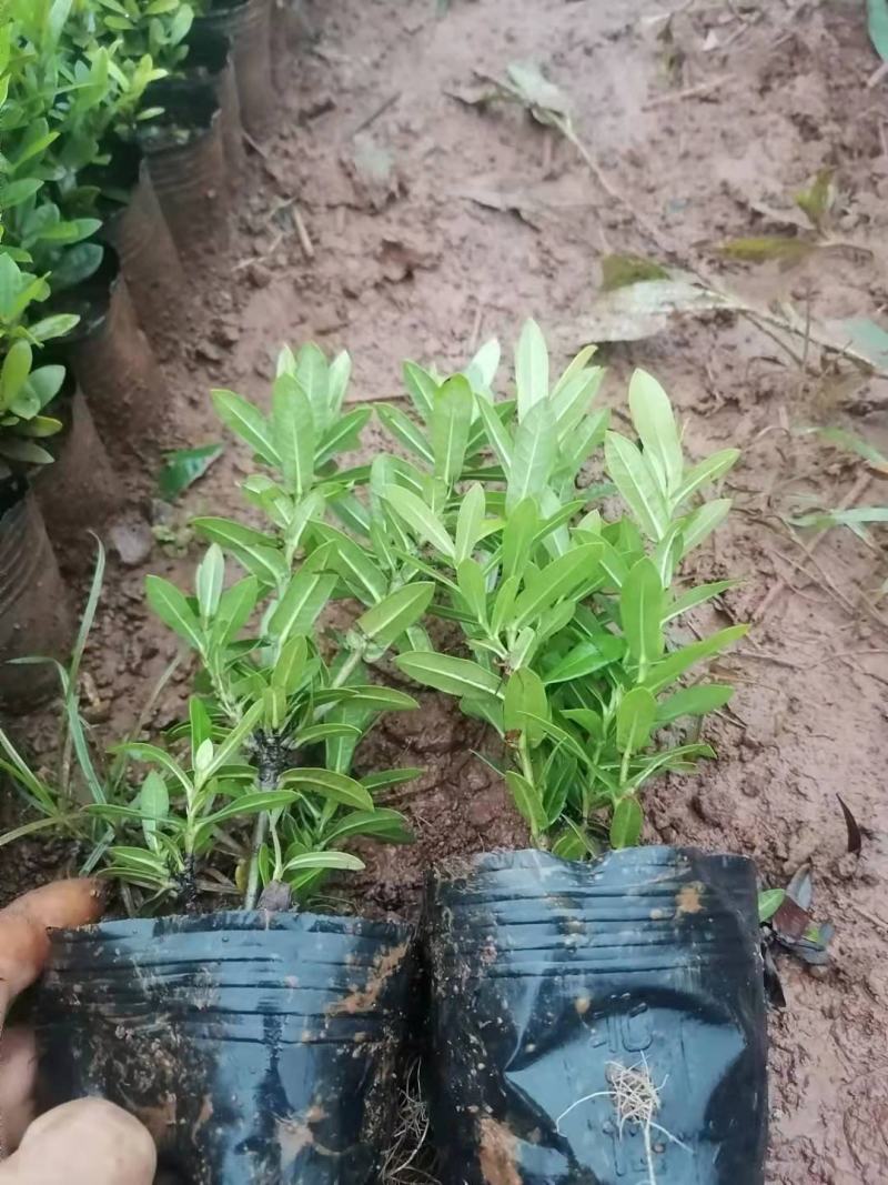 精品小叶龙船花，鲜叶亮丽，库存5万，