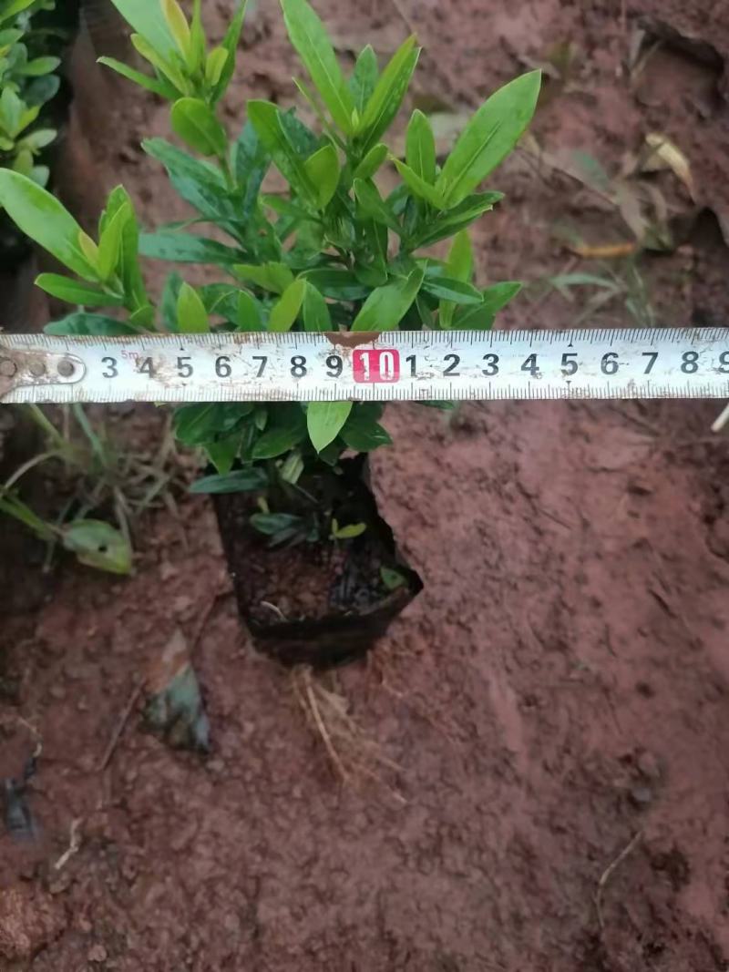 精品小叶龙船花，鲜叶亮丽，库存5万，