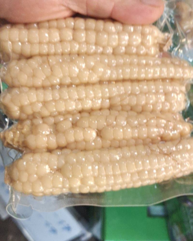 版纳香糯拇指小玉米