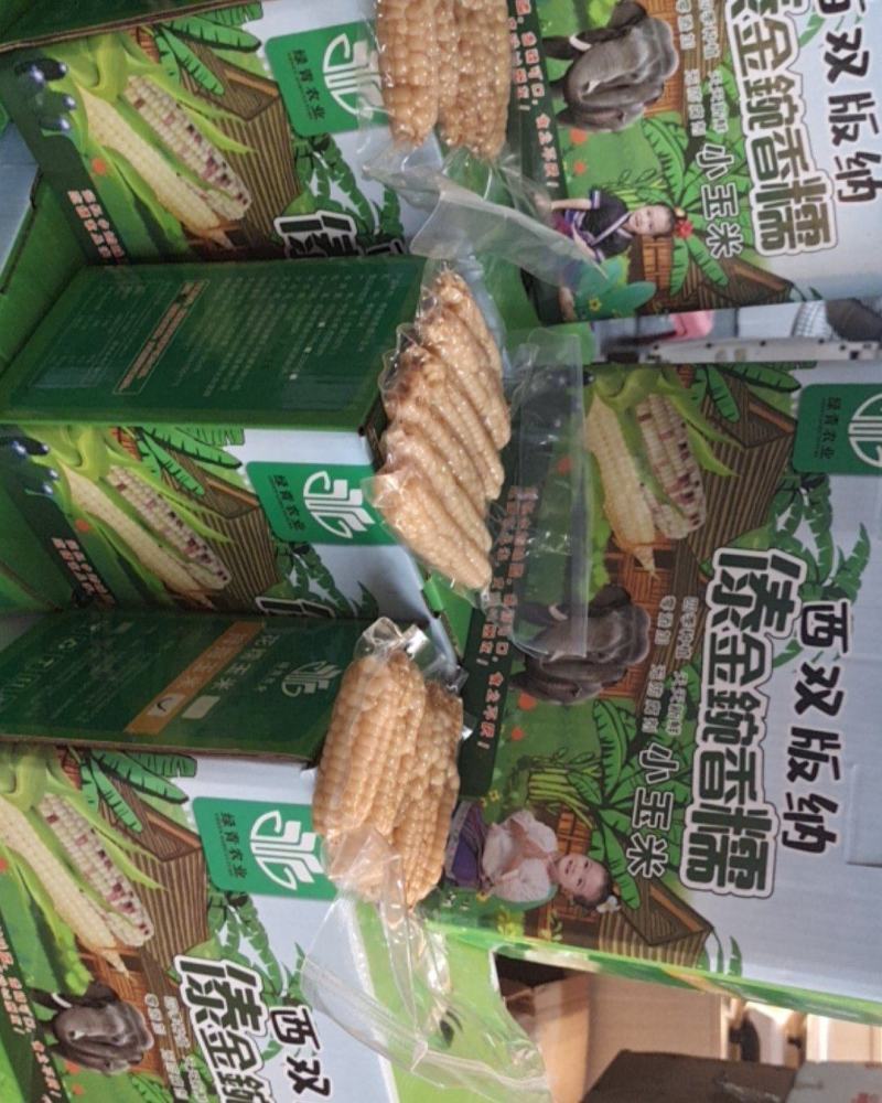 版纳香糯拇指小玉米