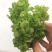 娃娃菜儿菜上市了