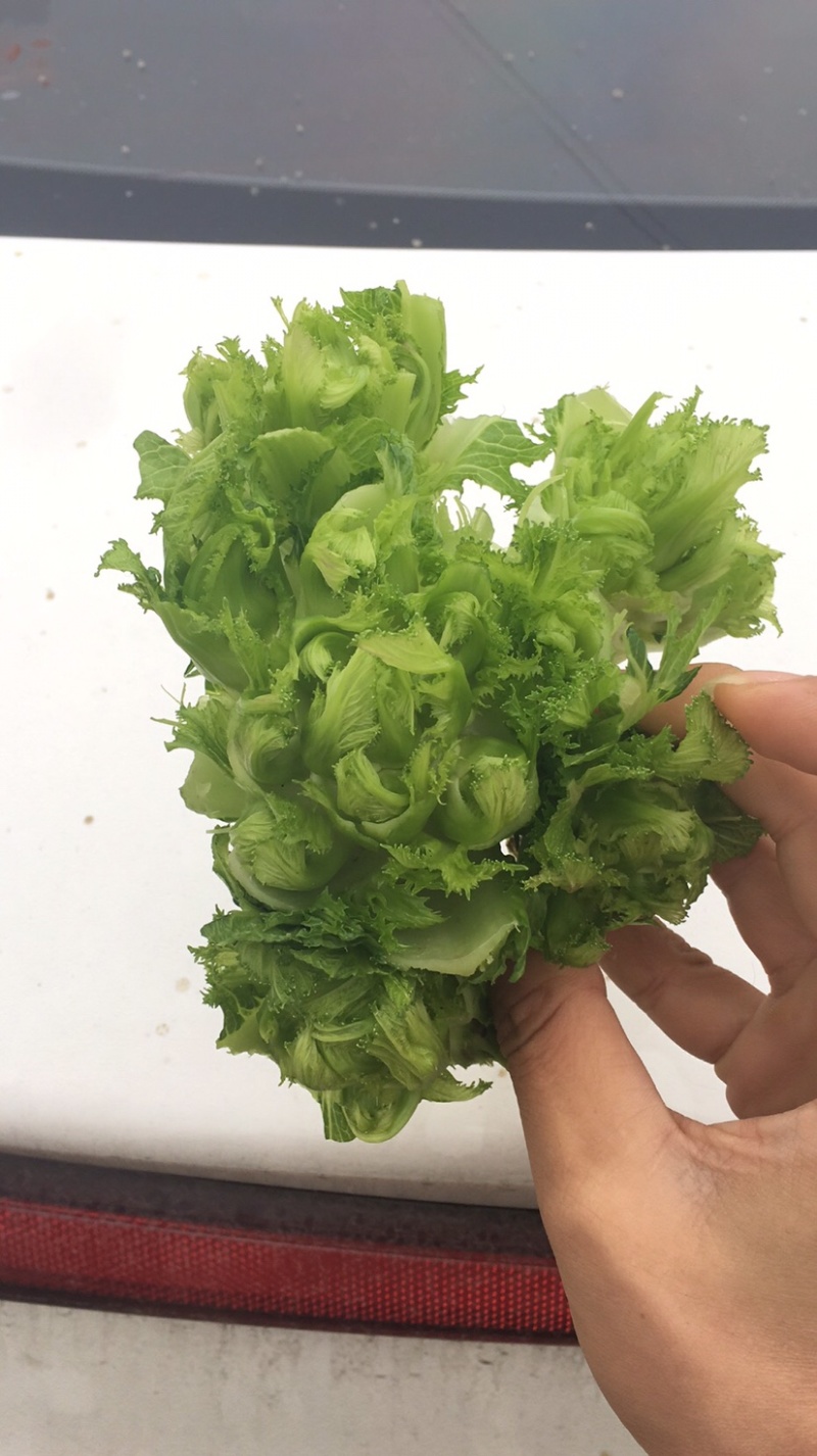 娃娃菜儿菜上市了