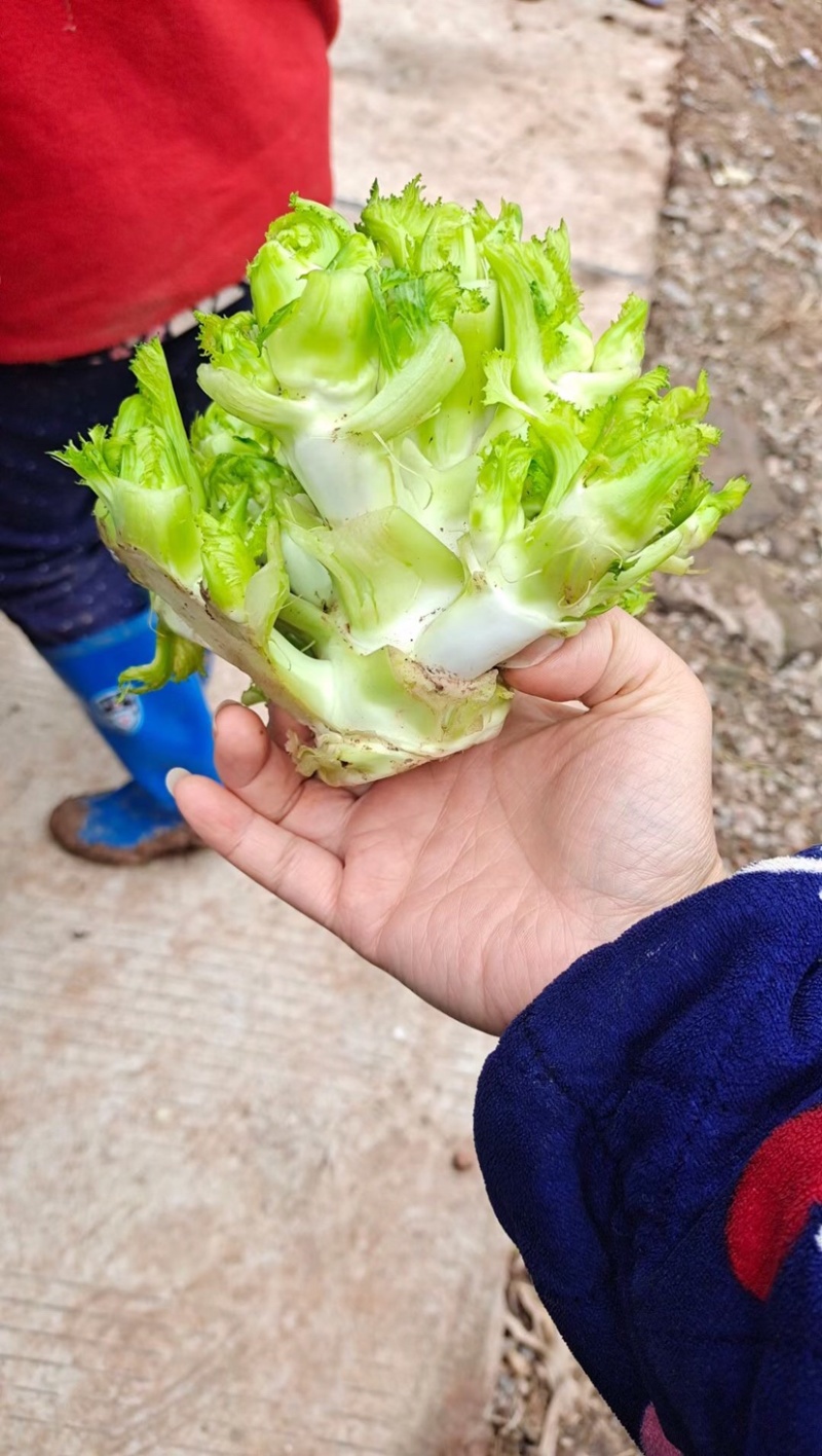 娃娃菜儿菜上市了