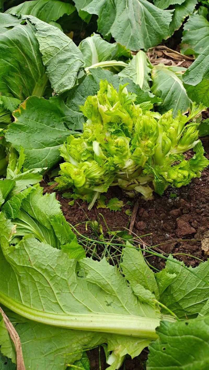 娃娃菜儿菜上市了