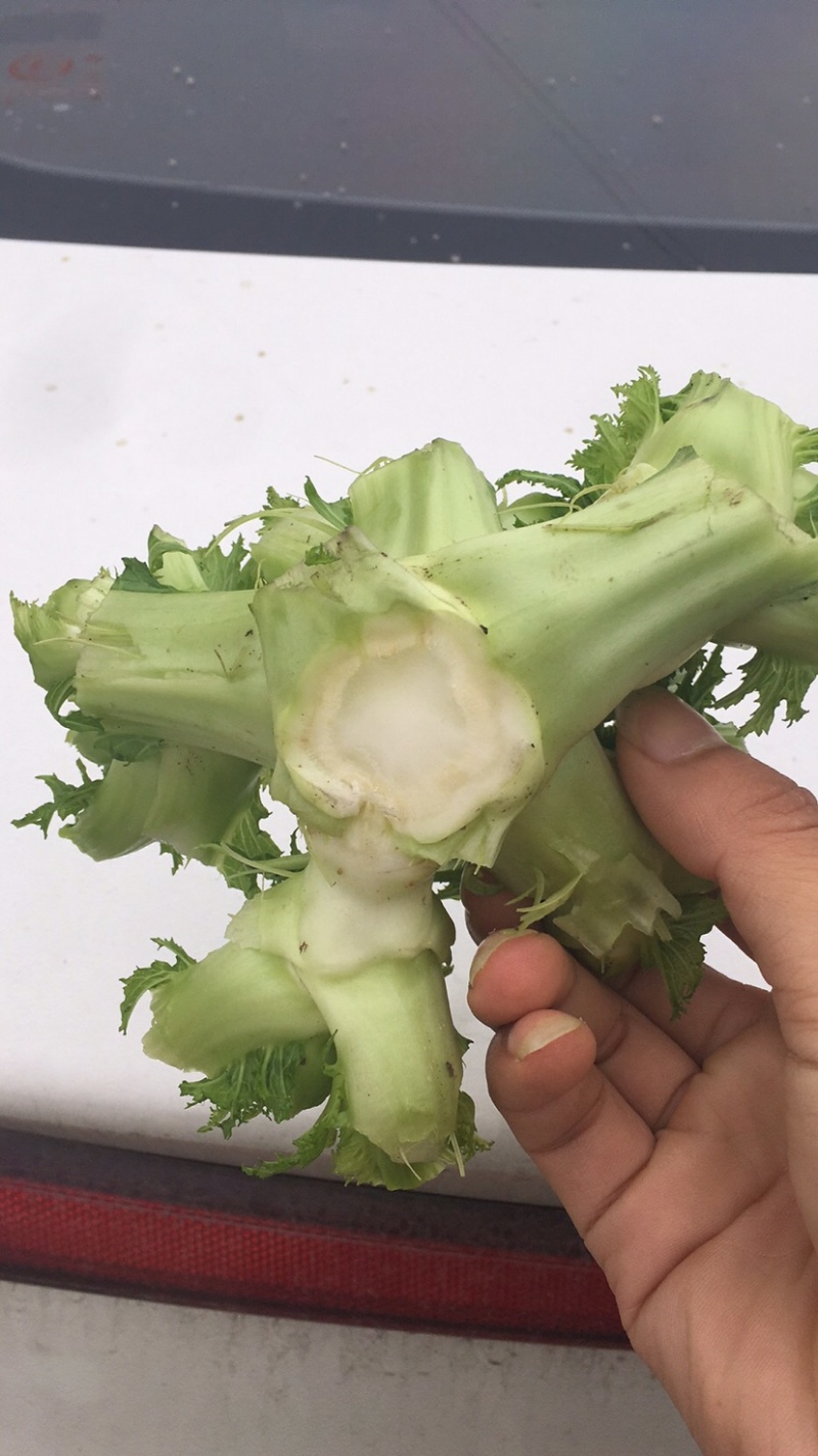 娃娃菜儿菜上市了