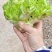 娃娃菜儿菜上市了
