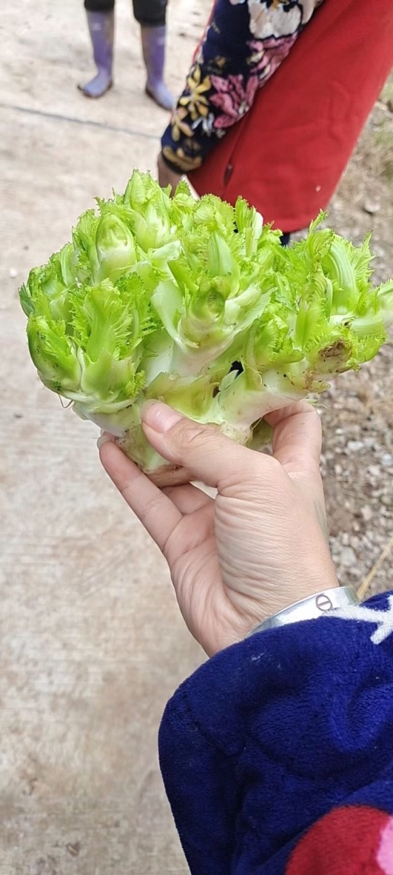 娃娃菜儿菜上市了