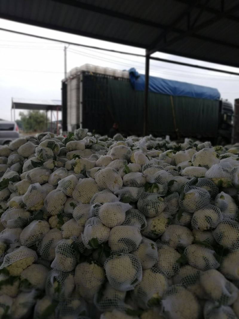 精品有机菜花大量上市品质保证一手货源欢迎联系