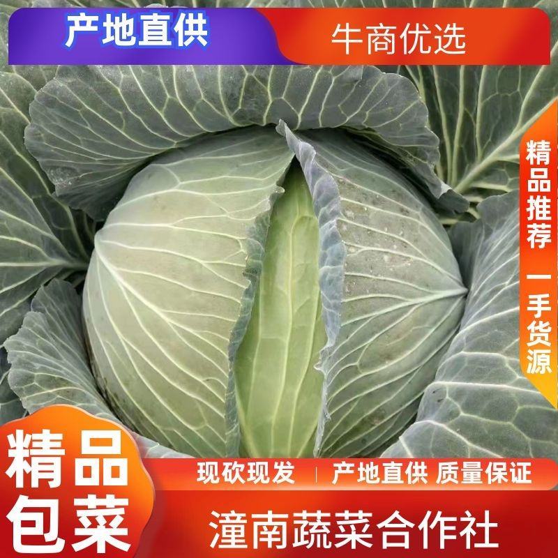 潼南莲花白，园包菜潼南基地出货、需要购买