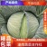 甘蓝扁包菜绿园四号丰园913金品莲花白基地直供