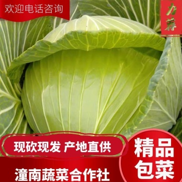 甘蓝扁包菜绿园四号丰园913金品莲花白基地直供