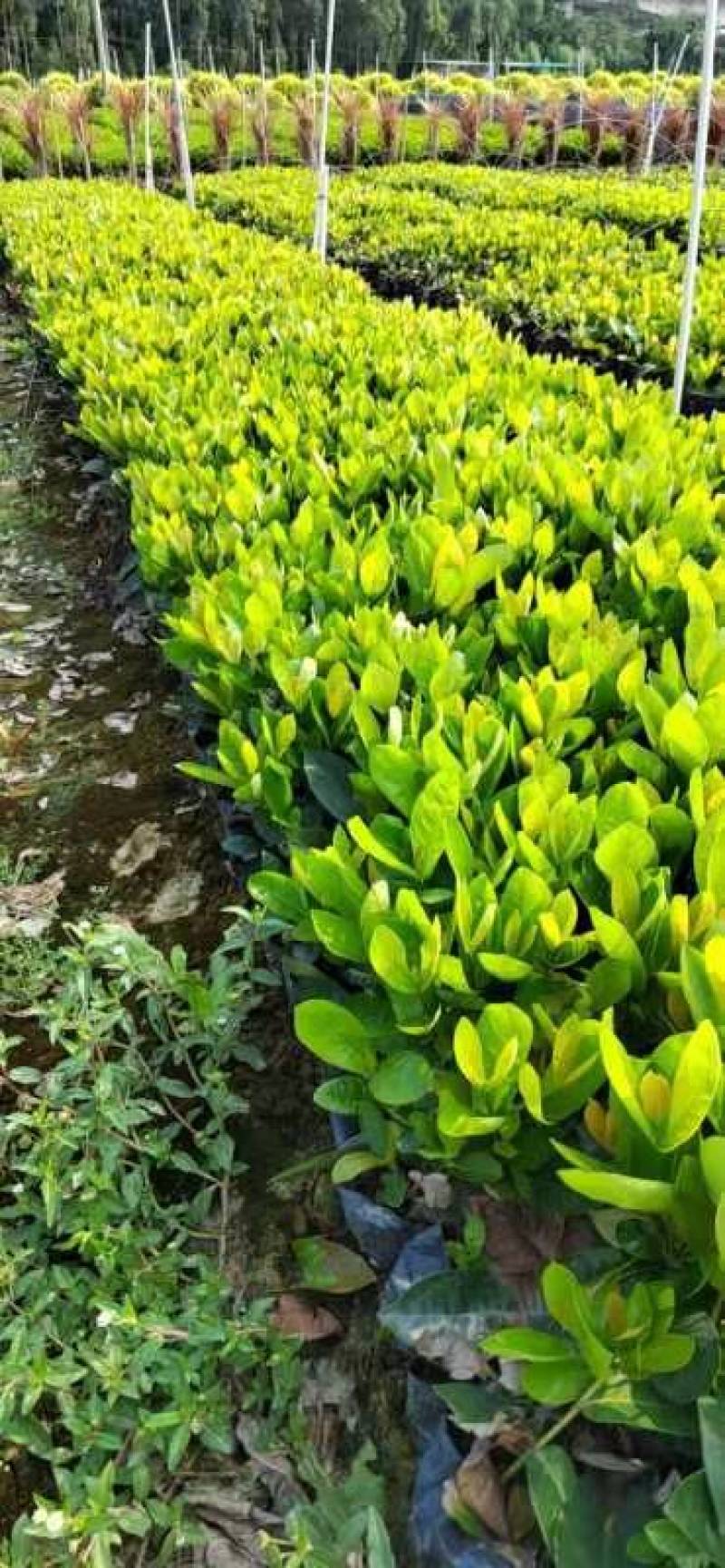 东莞基地直销精品大叶龙船花看上可以电话联系