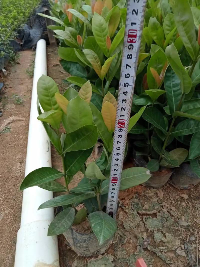 东莞基地直销精品大叶龙船花看上可以电话联系