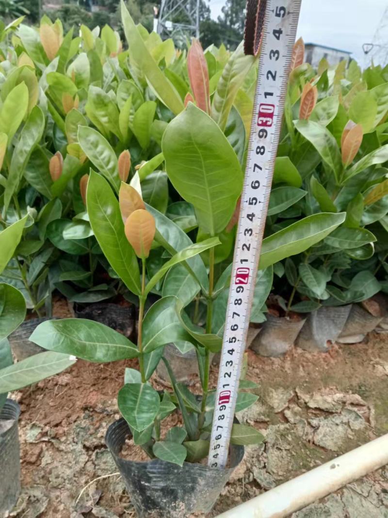 东莞基地直销精品大叶龙船花看上可以电话联系