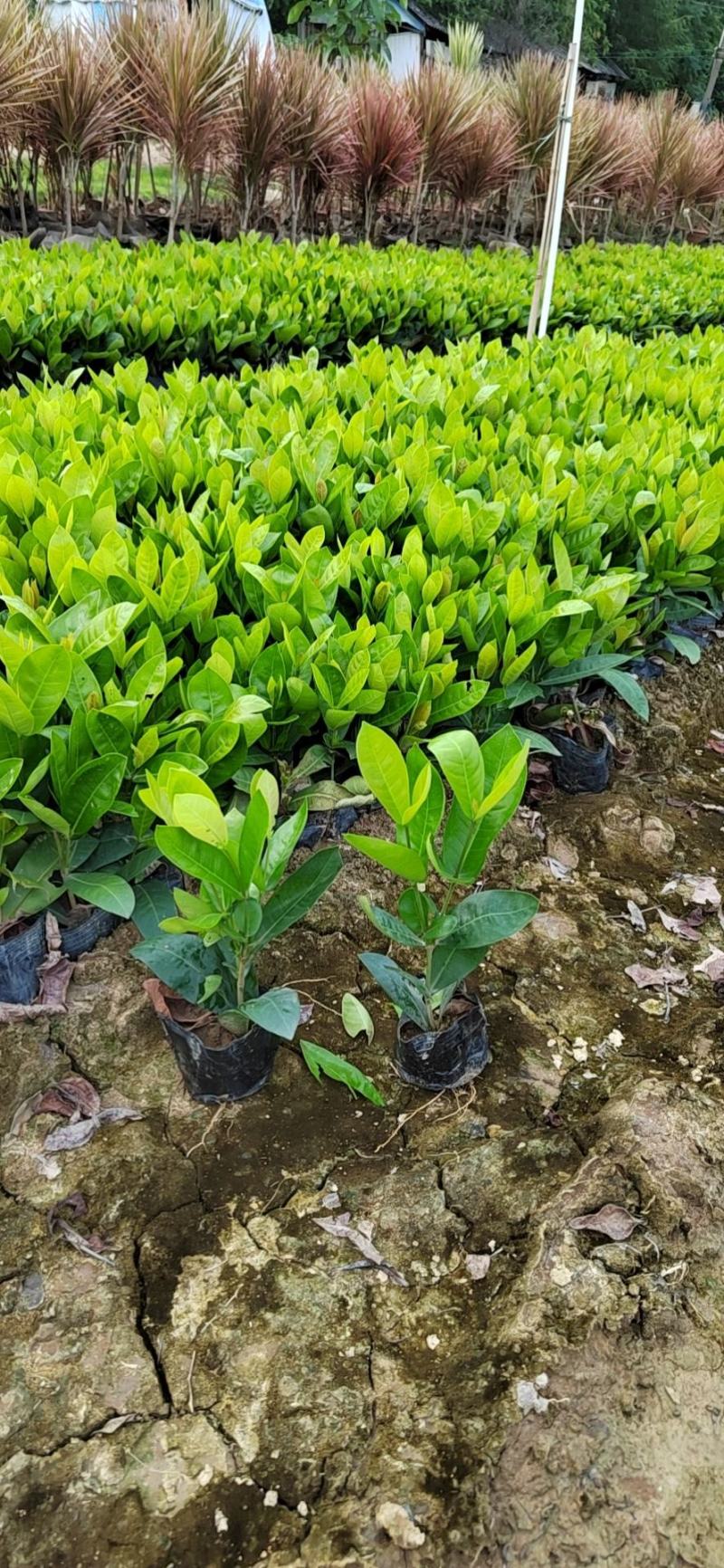 东莞基地直销精品大叶龙船花看上可以电话联系
