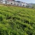 安徽岳西高山小黄姜和姜种大量供应，价格从优，欢迎考察出货