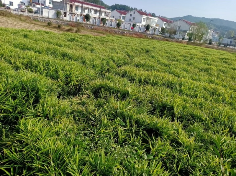 安徽岳西高山小黄姜和姜种大量供应，价格从优，欢迎考察出货
