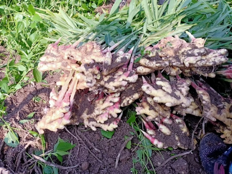 安徽岳西高山小黄姜和姜种大量供应，价格从优，欢迎考察出货