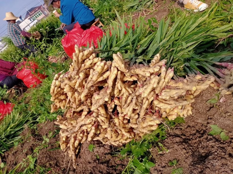安徽岳西高山小黄姜和姜种大量供应，价格从优，欢迎考察出货