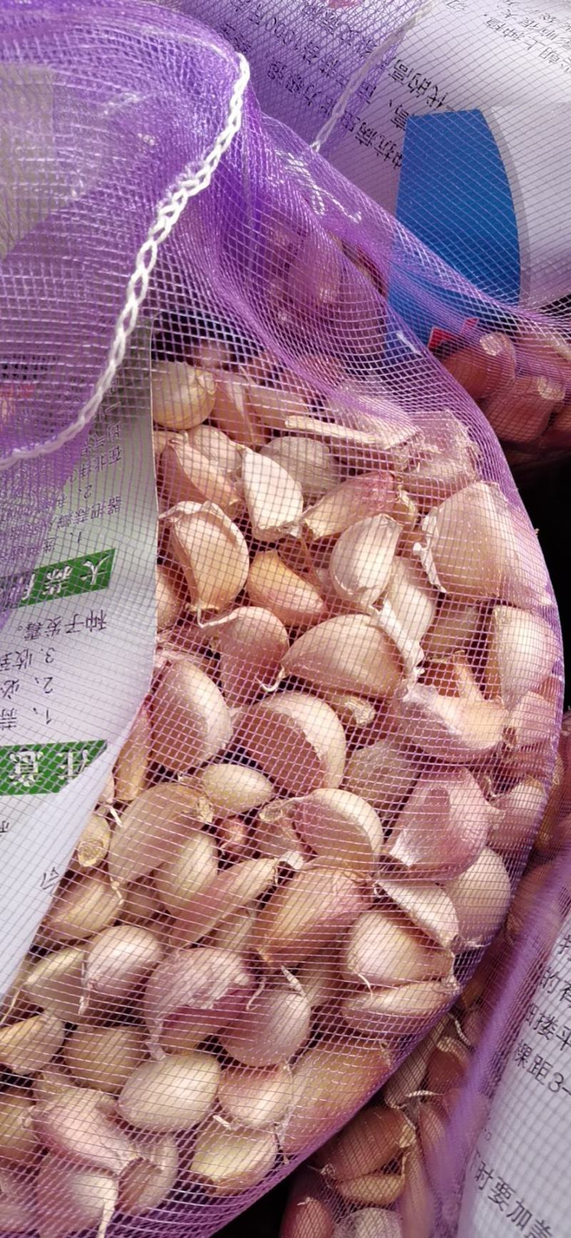 山东金乡县大蒜种子，蒜黄种子大青稞太空种蒜包技术包回收