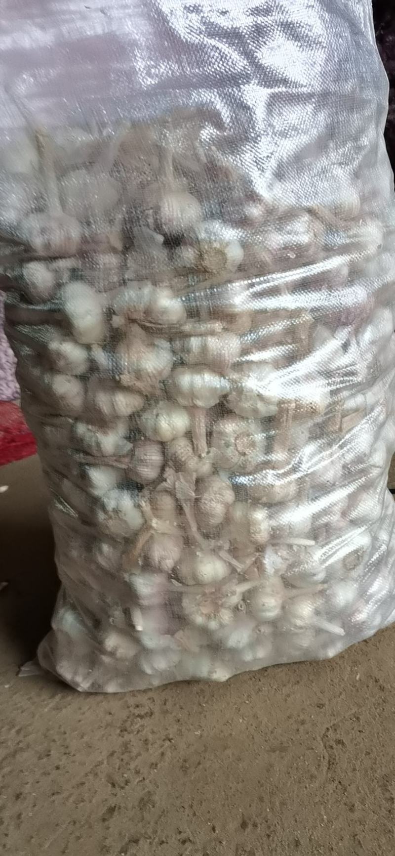 山东金乡县大蒜种子，蒜黄种子大青稞太空种蒜包技术包回收