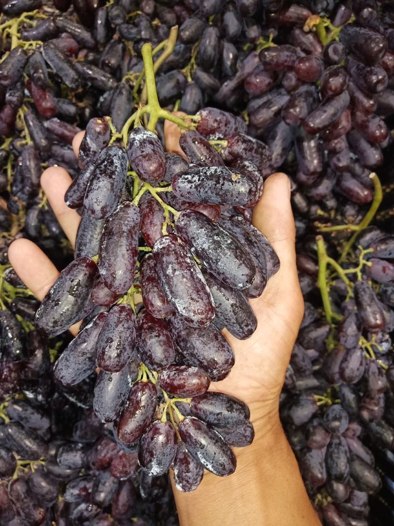 甜蜜蓝宝石葡萄苗包成活死苗补发南北种植包邮