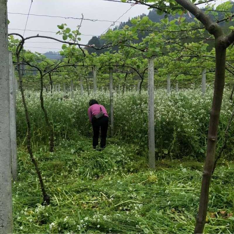 肥田萝卜种子果园天然优质高产绿肥耐酸碱满园花茹菜种籽饲肥