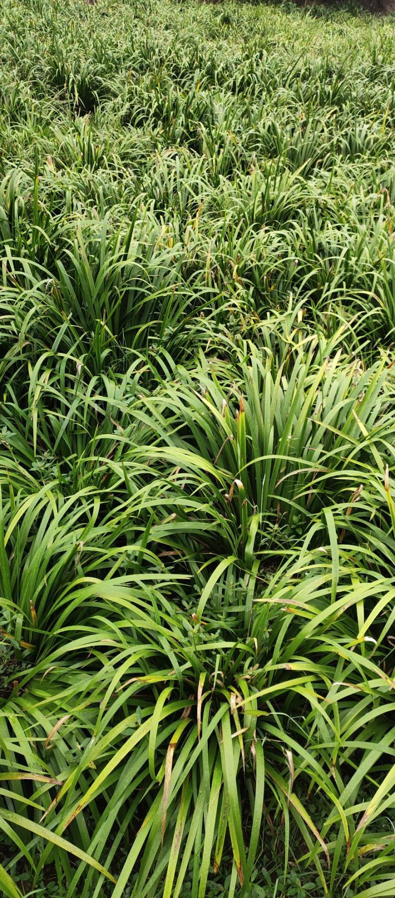 石菖蒲种苗产量大、含量高，一年四季均可种植