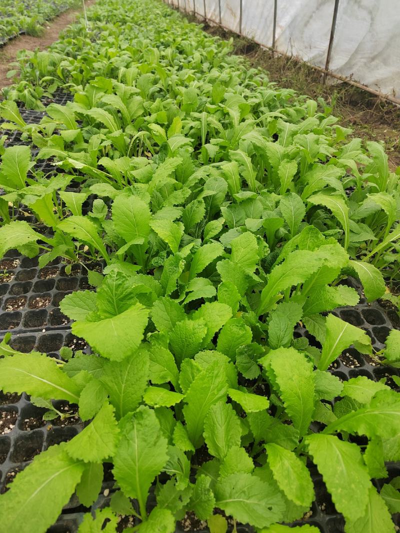 四川绵阳基地大量供应儿菜苗，青菜苗，散苗，穴盘苗都有