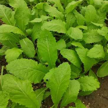 四川绵阳基地大量供应儿菜苗，青菜苗，散苗，穴盘苗都有