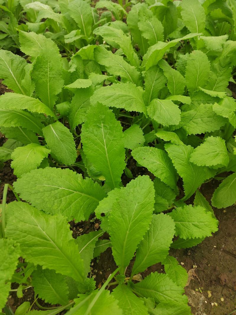 四川绵阳基地大量供应儿菜苗，青菜苗，散苗，穴盘苗都有