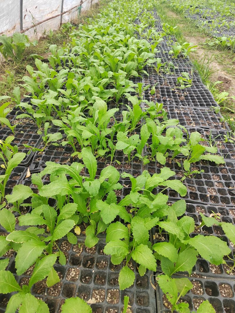 四川绵阳基地大量供应儿菜苗，青菜苗，散苗，穴盘苗都有