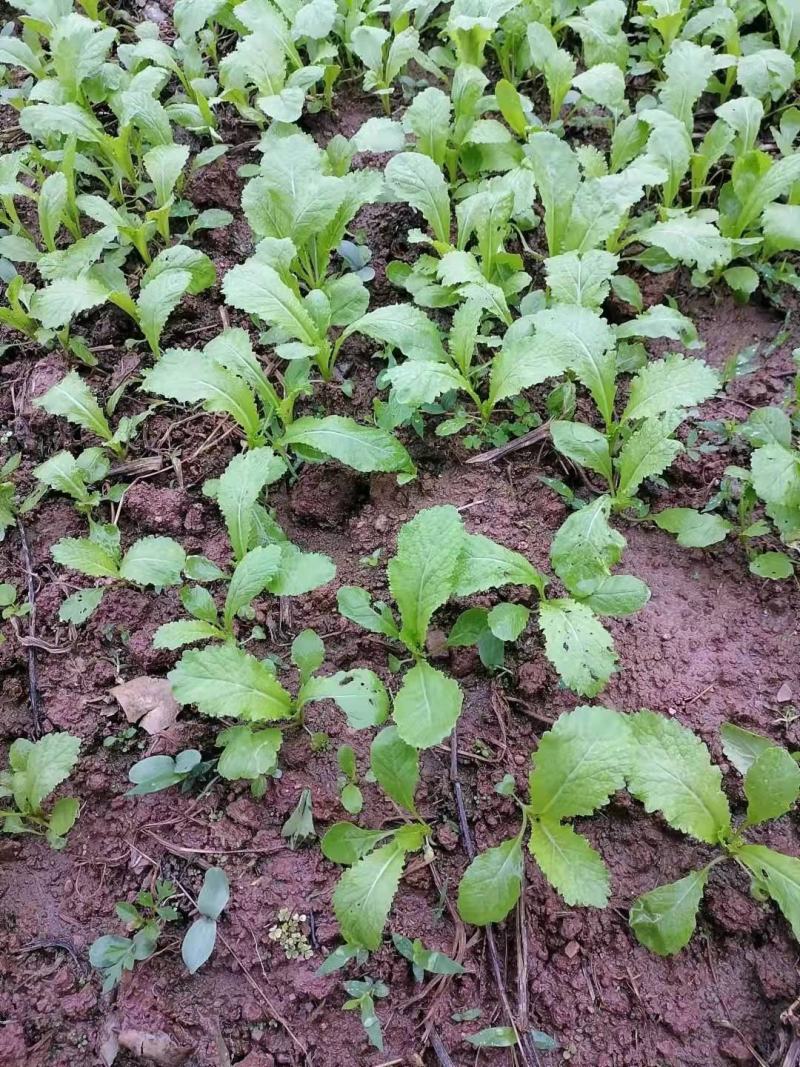 四川绵阳基地大量供应儿菜苗，青菜苗，散苗，穴盘苗都有