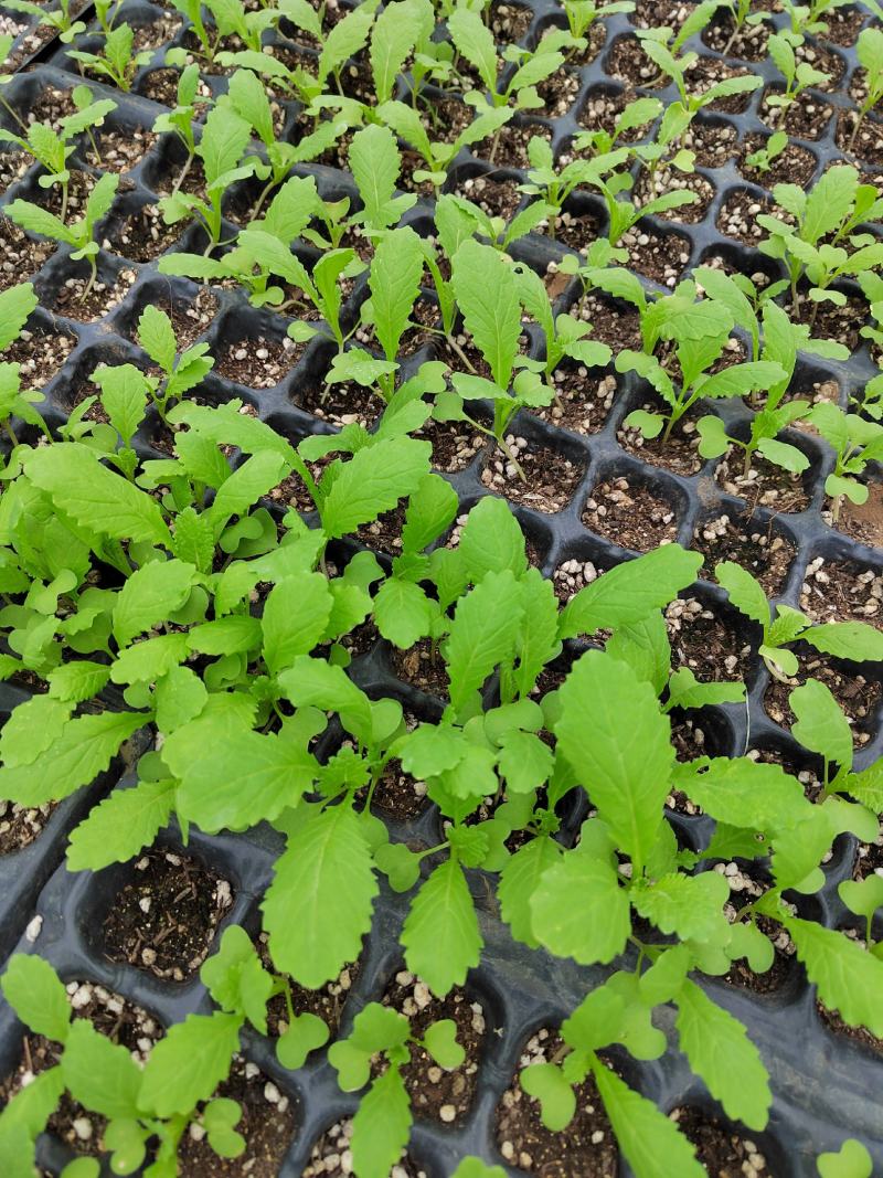 四川绵阳基地大量供应儿菜苗，青菜苗，散苗，穴盘苗都有