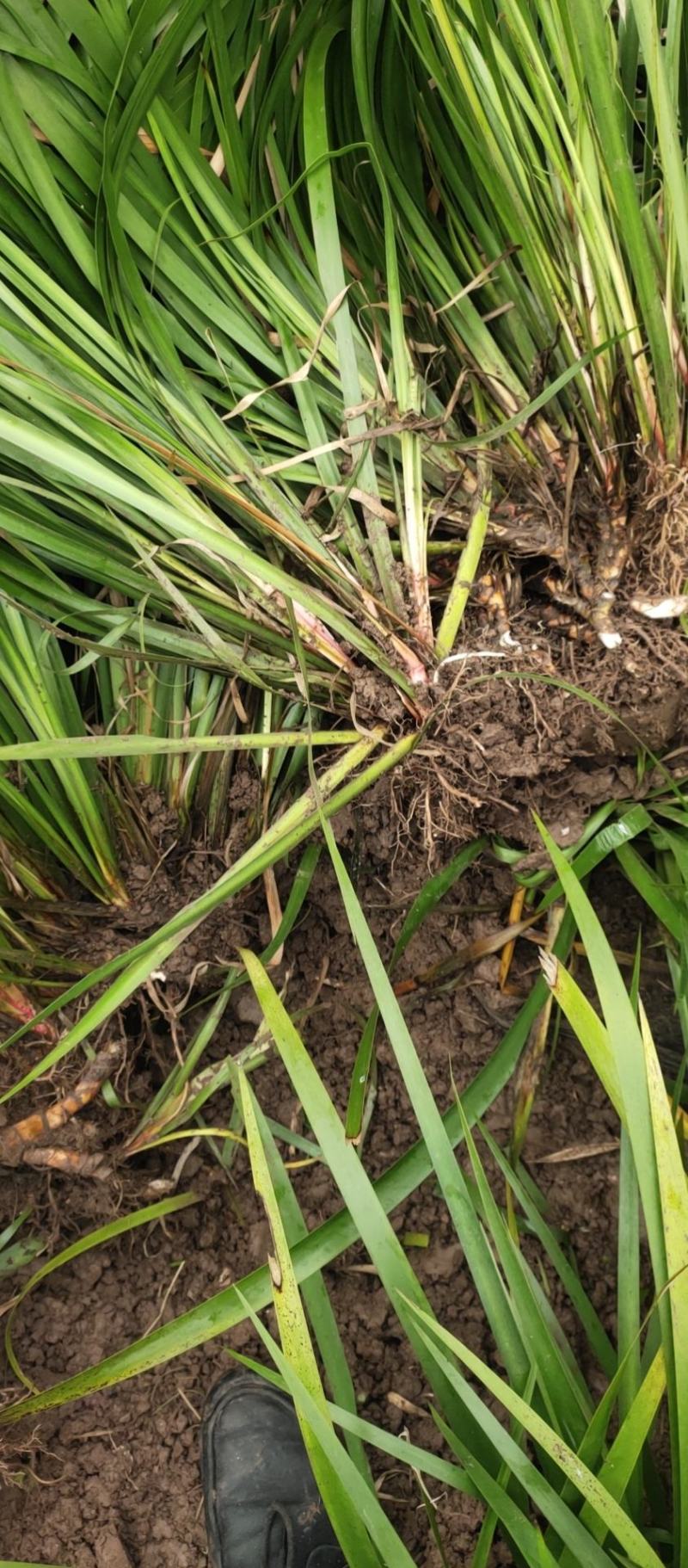 石菖蒲种苗产量大、含量高，一年四季均可种植