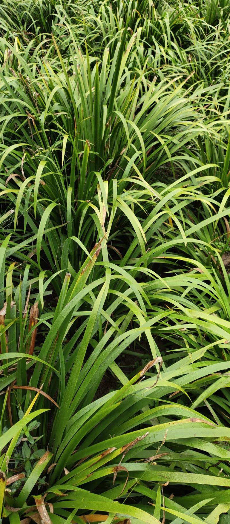 石菖蒲种苗产量大、含量高，一年四季均可种植