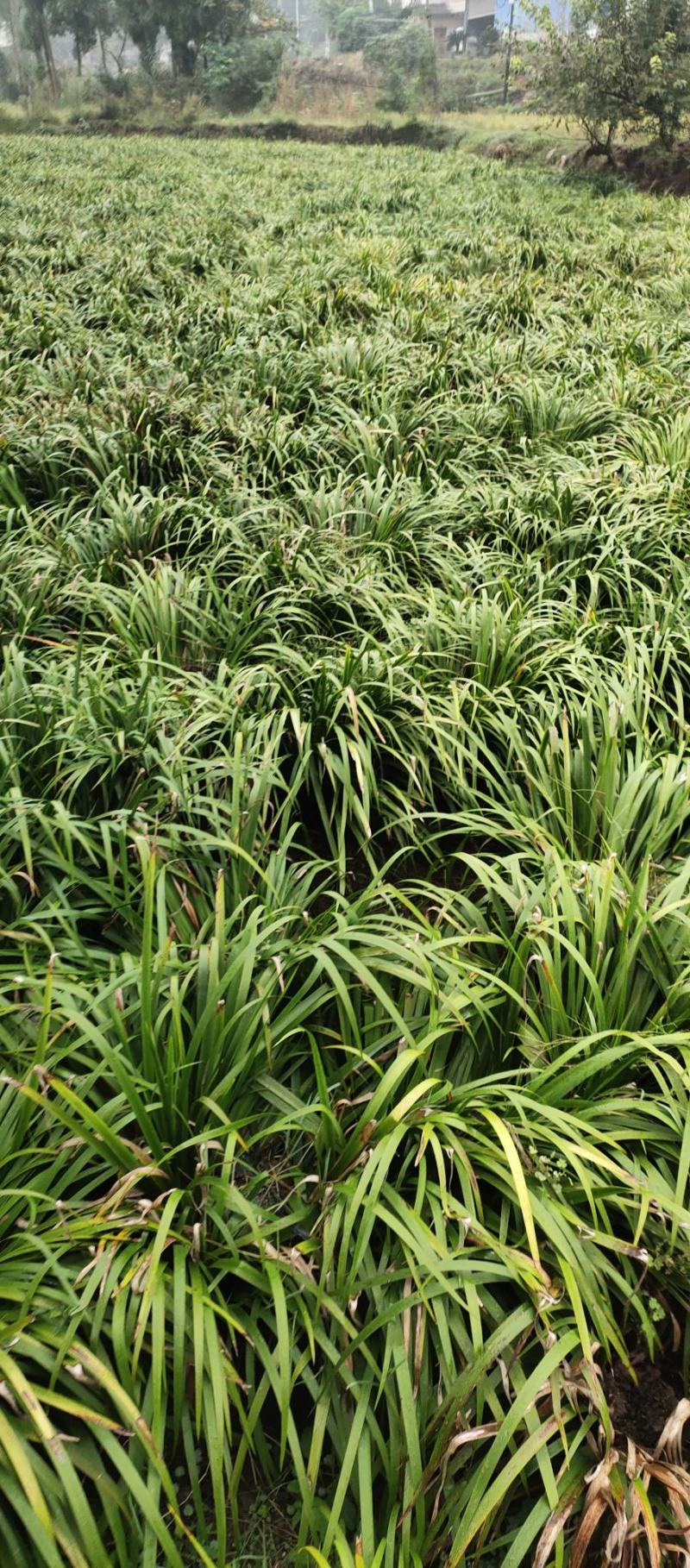 石菖蒲种苗产量大、含量高，一年四季均可种植