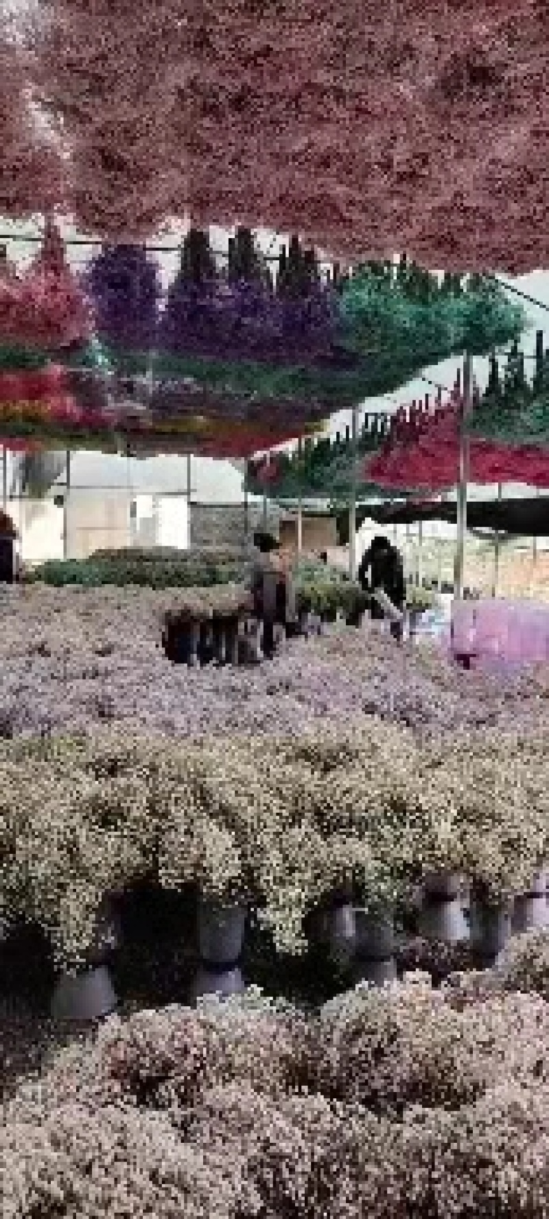 昆明满天星永生花加工厂！长期供应永生满天星花！永生玫瑰！
